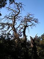 Arbre mort, Silhouette (Photo F. Mrugala) (2)